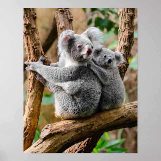 Poster Koala com bebê em árvore na Austrália (Frente)