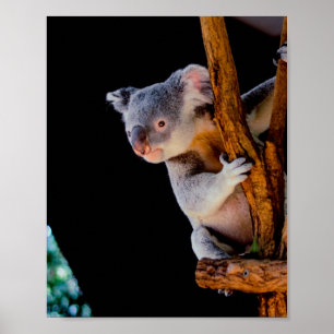 Poster Koala Cute em Cinza