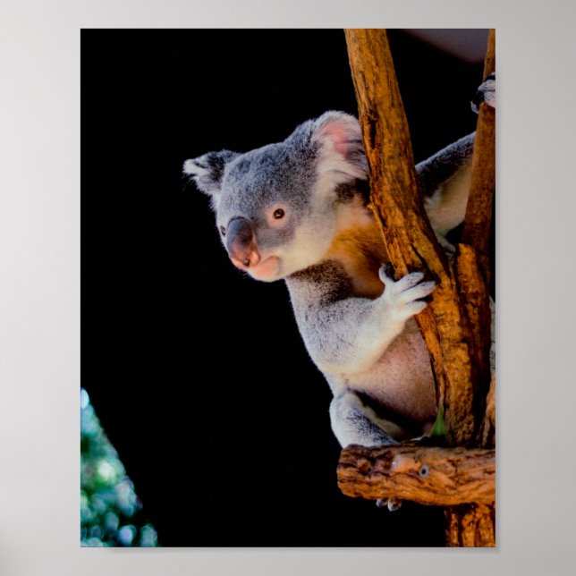 Poster Koala Cute na Cinza (Frente)