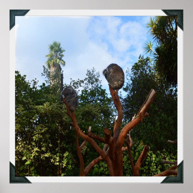 Poster Koala Dorme Em Árvores, (Frente)