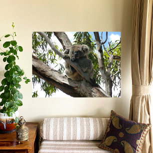 Póster Koala - Dormindo