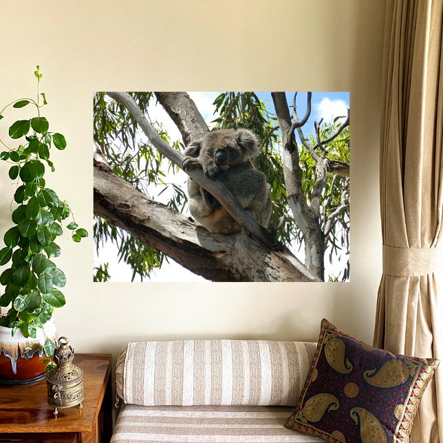 Póster Koala - Dormindo (Criador carregado)
