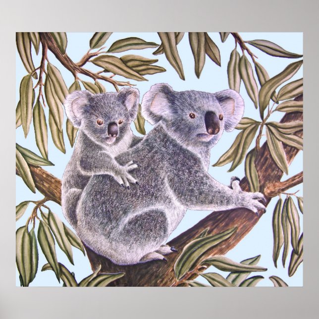 Póster Koala e bebê em Eucalyptus Tree (Frente)