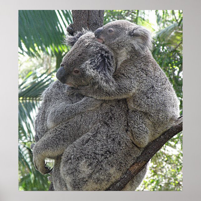 Poster Koala E Bebês Austrália Foto ZIZZAGO (Frente)