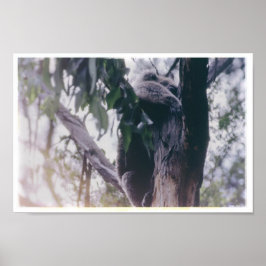 Poster Koala em uma árvore