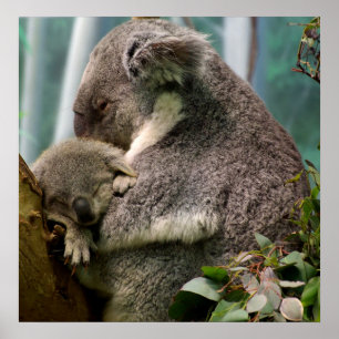 Póster Koala Mãe e Novo Bebê