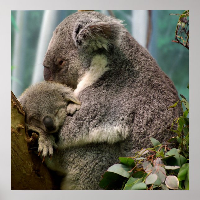 Póster Koala Mãe e Novo Bebê (Frente)