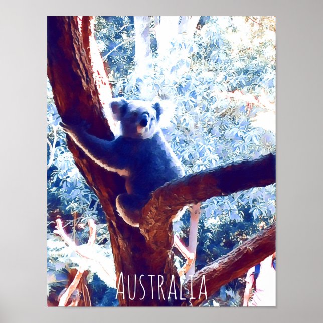 Poster Koala na Austrália (Frente)