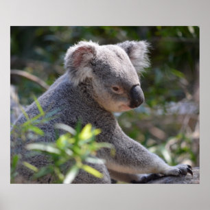 Póster Koala no jardim zoológico Austrália de Perth