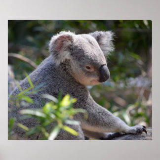 Póster Koala no Perth Zoo Austrália