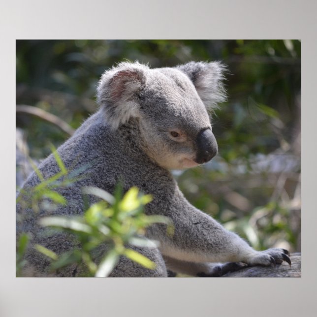 Póster Koala no Perth Zoo Austrália (Frente)