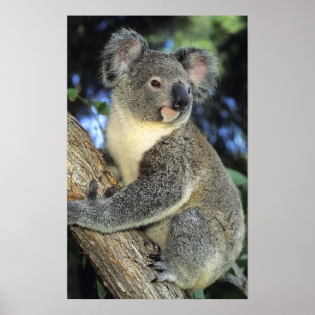 Póster Koala, Phascolarctos cinereus), Austrália, (Frente)