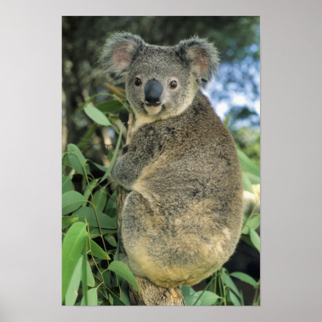 Poster Koala, Phascolarctos cinereus), em risco de extinç (Frente)