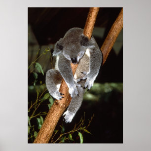 Póster Koala sonolento