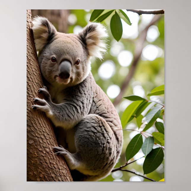 Poster Koala subindo uma árvore (Frente)