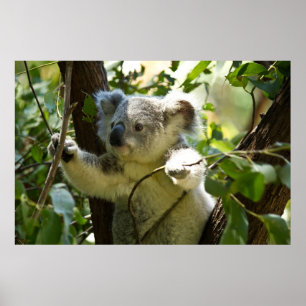 Póster Koala surpreendente bonito do bebê em uma árvore