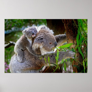 Poster Koalas