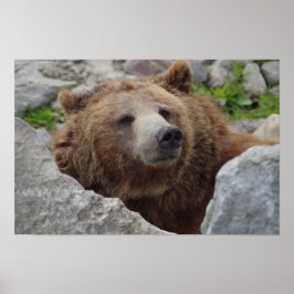 Poster Kodiak Bear