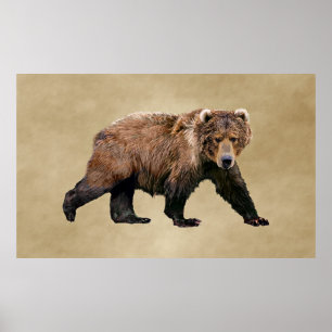 Poster Kodiak Bear