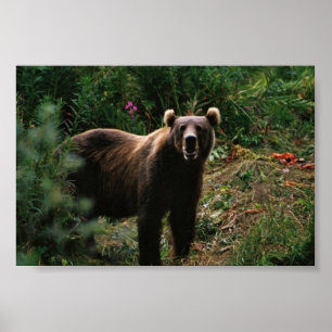 Poster Kodiak Brown Bear