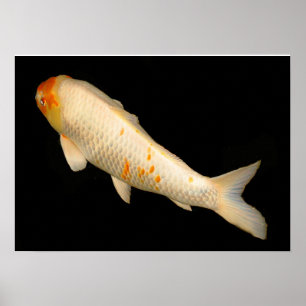 Póster Koi