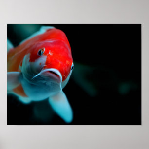 Poster Koi carp