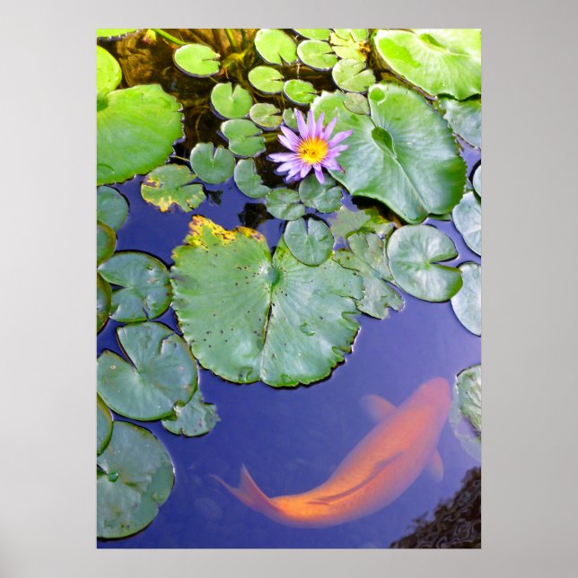 Poster Koi e Water Lily (Frente)
