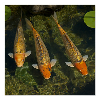 PÓSTER KOI FISCH