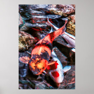POSTER KOI FISH DUET