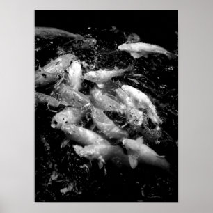 Poster Koi Fish em um francês de alimentação, Oahu B&W