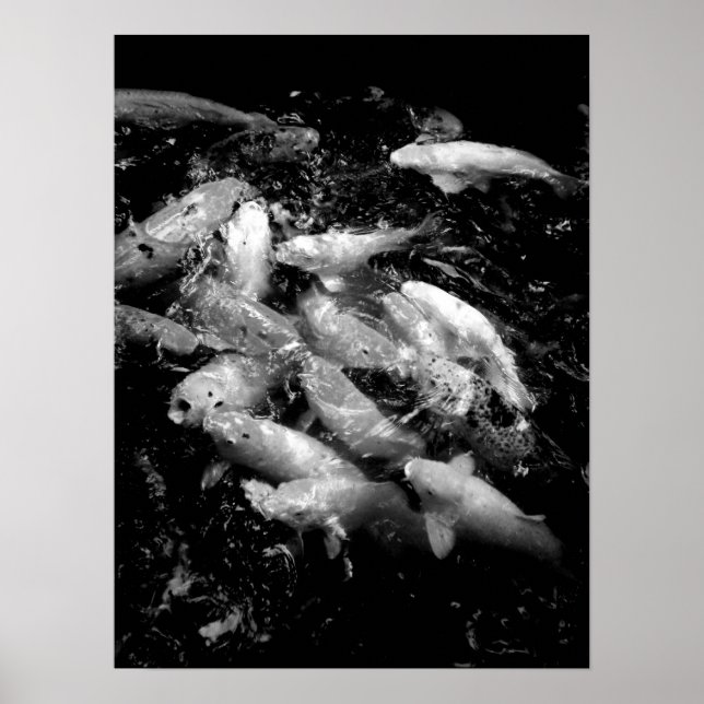 Poster Koi Fish em um francês de alimentação, Oahu B&W (Frente)