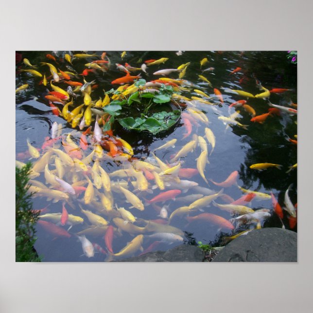 Póster Koi Splendor (Frente)