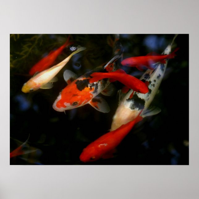 PÓSTER KOI ZEN (Frente)