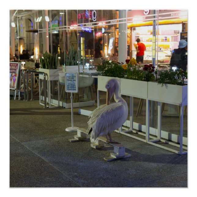 Póster Koko o pelicano no porto de Paphos, Chipre (Frente)
