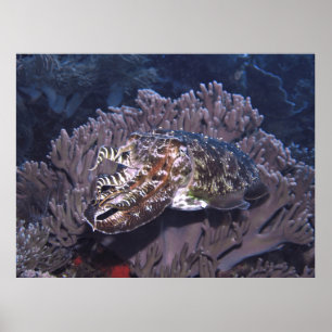 Poster Komodo Cuttlefish