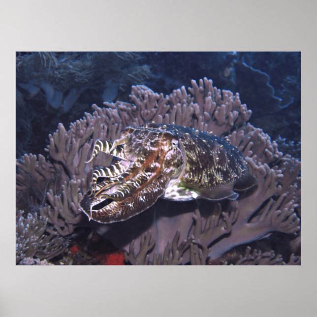Poster Komodo Cuttlefish (Frente)