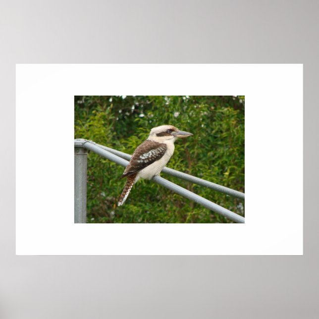 Póster Kookaburra (Frente)