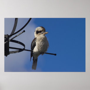 Póster Kookaburra