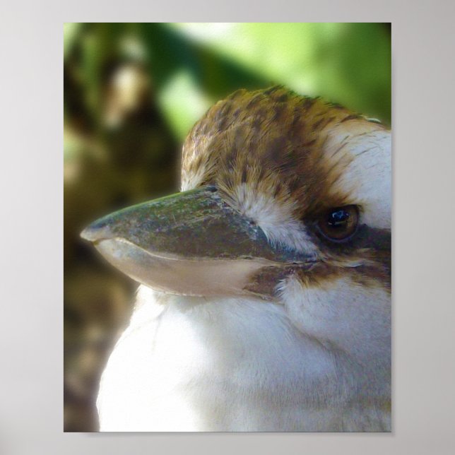 Poster Kookaburra australiano fecha, (Frente)