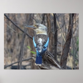 Poster Kookaburra Bird