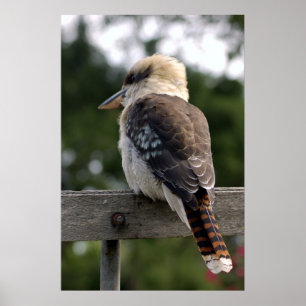 Póster Kookaburra de riso