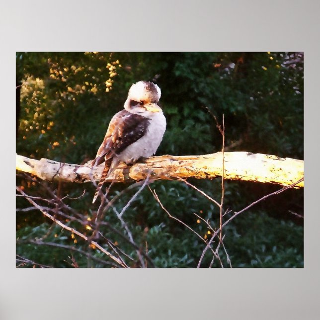 Poster KOOKABURRA SENTA. Pôster (Frente)