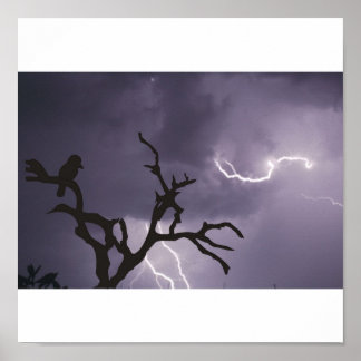 Poster Kookaburra Storm