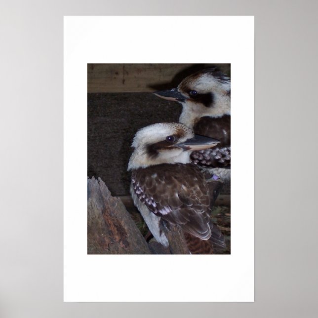 Póster Kookaburras (Frente)