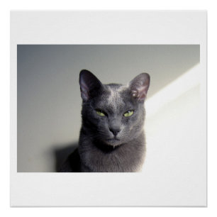 Póster korat