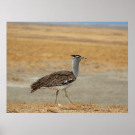 Poster Kori Bustard - Pássaro Voador Mais Pesado de Áfric
