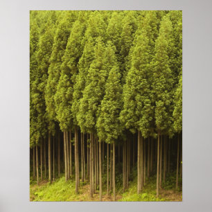 Póster Koya Sugi Cedar Trees