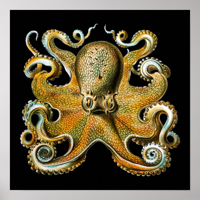 Poster Kraken Octopus | Animais Legal (Frente)