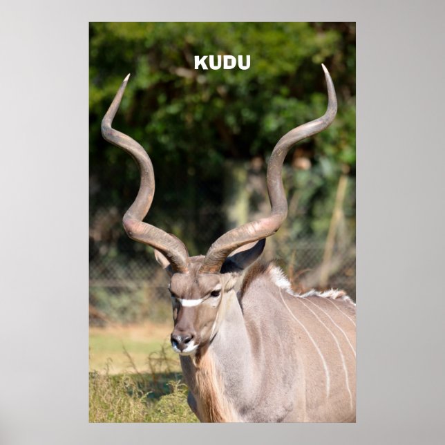 Poster Kudu (Frente)