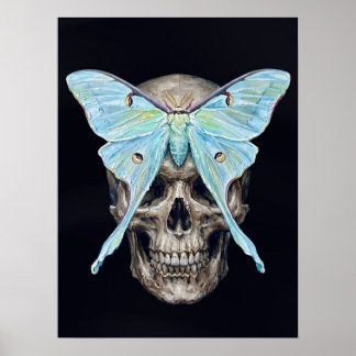 Poster kull e Luna Moth — Memento Mori Cartaz Impasto